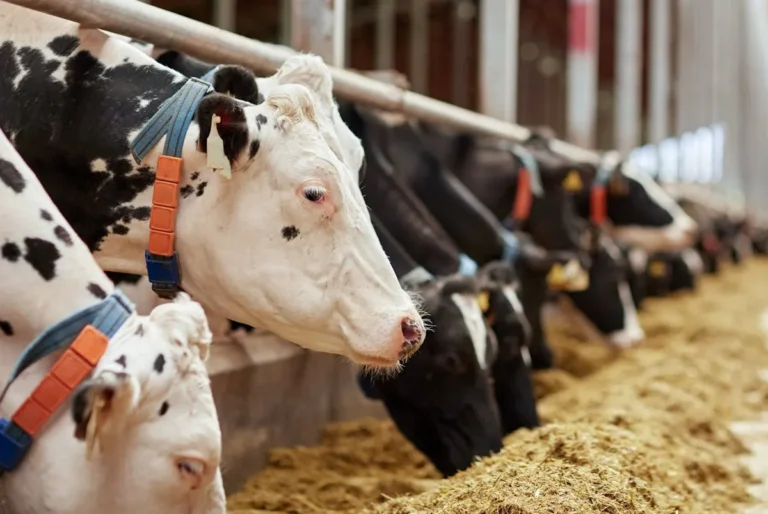 livestock