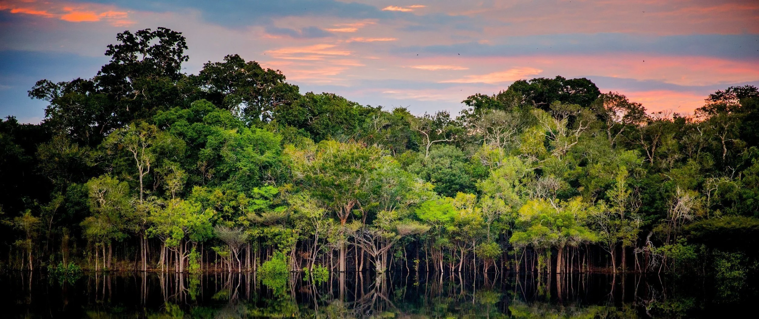 Amazon-Andes Forests